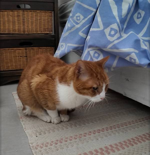 Mosti, el guardián del palacio.